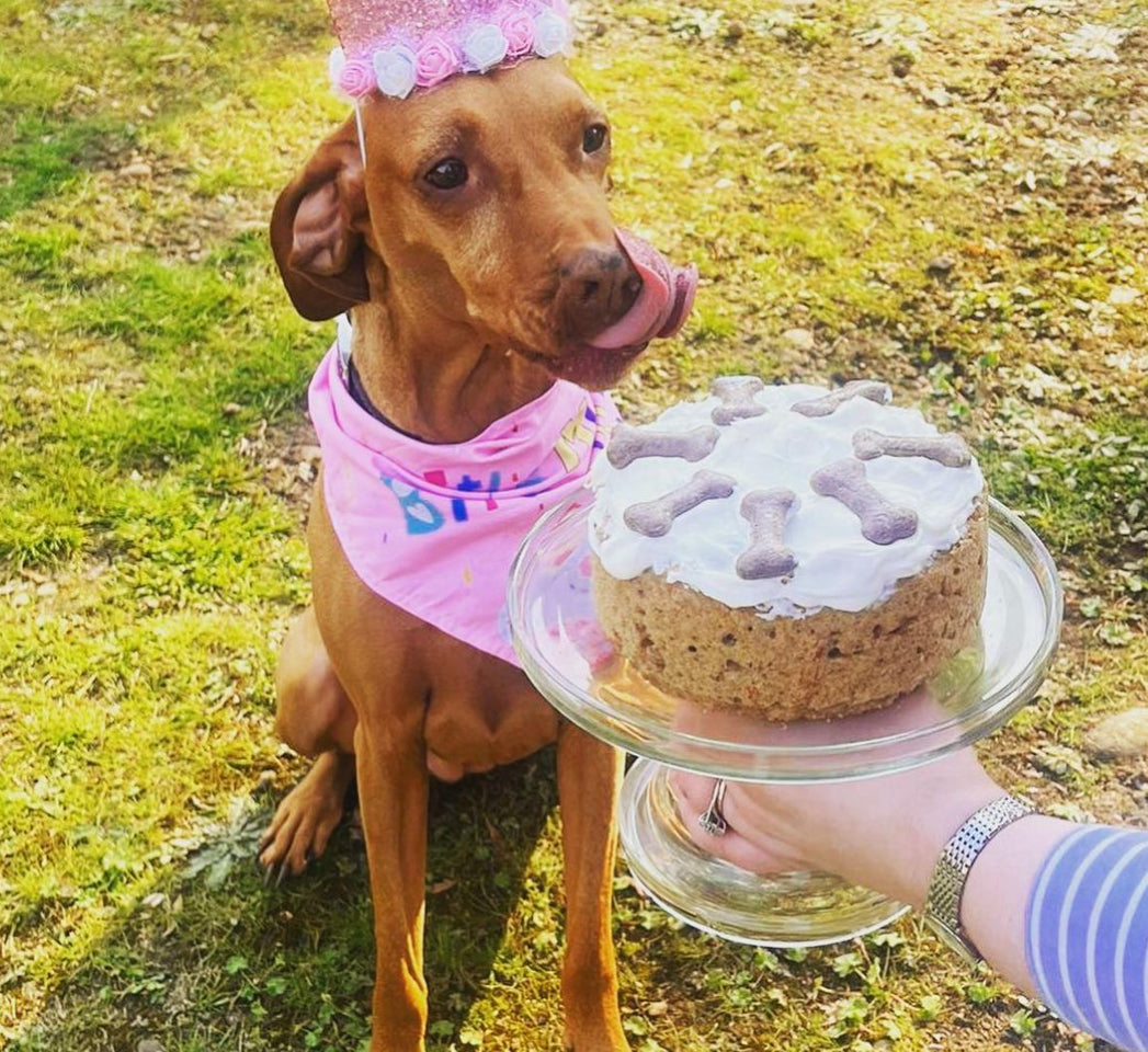 Ultimate Doggy Birthday Party and Cake Bundle