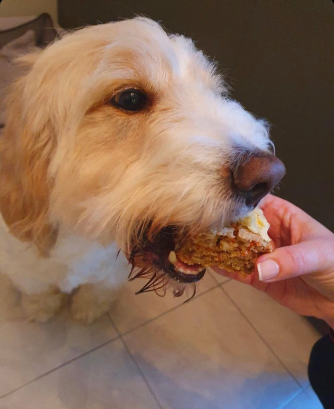 Can dog eat carrot cake best sale